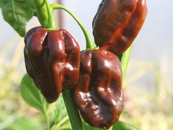 2. Ớt habanero. Theo khoa học, loại ớt này có thể ức chế bốn loại khác nhau của các vi khuẩn gây bệnh từ thực phẩm. Chúng chứa nhiều hợp chất capsaicin giúp lưu thông khí huyết, thông tắc khi bị viêm xoang và chống các loại virut gây cảm cúm rất hữu hiệu.