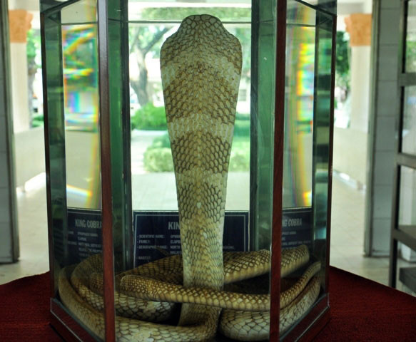 Hổ mang chúa được cho là vua của các loài rắn vì khả năng săn mồi cự phách. Riêng nọc độc của chúng có thể giết chết con người chỉ trong một thời gian ngắn do nọc độc của chúng đầu độc thần kinh. Hổ mang chúa còn được gọi là rắn hổ mây bởi tốc độ di chuyển rất nhanh.