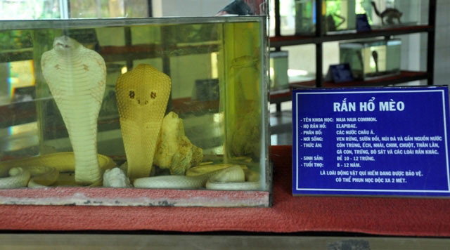 Rắn hổ mèo thuộc họ rắn hổ. Rắn có màu vàng xanh nhạt, dài khoảng 0,2 – 1,5 m, nặng 100 – 3.000g.