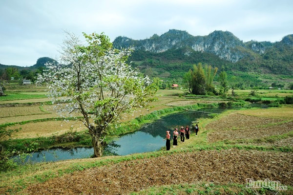 Đối với người dân vùng Tây Bắc, hoa ban là món "hoa rau" quý, dùng để nấu canh, làm nộm, đồ lên chấm với dấm ớt măng chua... Hoa ban còn là vị thuốc tự nhiên chữa ho khan hoặc viêm họng và một số loại bệnh khác. Trong mâm cỗ đầu năm, người Thái cũng hay cài những cánh hoa đẹp trên bàn thờ như một cách thể hiện lòng biết ơn những bậc sinh thành đã qua đời. Họ cho rằng hoa ban trong trắng vừa là biểu tượng của đạo hiếu đối với cha mẹ, vừa là biểu tượng của tình yêu trai gái.