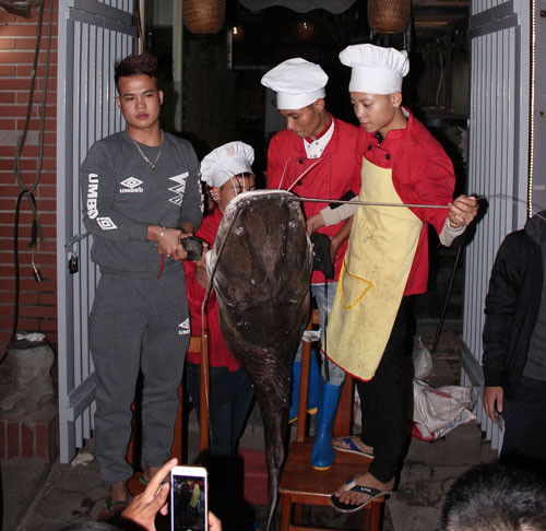 Anh Thái cho hay, đến thời điểm hiện tại, nhà hàng đã bán được khoảng 35kg thịt cá lăng cho khách, với giá 1,2 triệu đồng/1kg cá tươi. “Đây là con cá lăng đen to nhất từ trước đến nay được ghi nhận ở Việt Nam. Trước đó ít ngày, chúng tôi cũng mua một con cá lăng đen nặng 70kg, dài gần 2m từ một ngư dân ở Campuchia. Chúng tôi chỉ bán trong khoảng 1 ngày là hết số thịt cá. Cá lăng “khủng” khá hiếm nên có rất nhiều khách tìm đến hỏi mua”, anh Thái nói thêm.