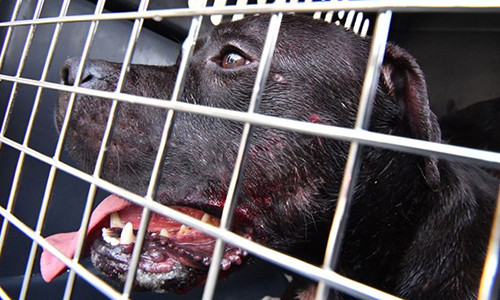 Bầy chó Pitbull hung dữ tấn công, cắn đứt tay chủ. Cảnh sát cho biết vụ chó tấn công người, cắn cánh tay gần đứt xảy ra trong ngôi nhà của chủ nhân bầy chó tại quận Brooklyn. Họ tìm thấy 7 chú chó Pitbull trong căn hộ của người đàn ông nói trên.