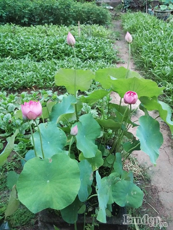 Ngoài ra, anh Hồng Điệp còn đặt chậu sen ở mảnh vườn bên hông nhà.