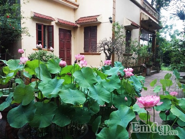 Vào những ngày đầu hè, khoảng sân, mảnh vườn nhà anh Hồng Điệp (ngụ tại Nguyễn Trãi, Thường Tín, Hà Nội) trở nên dịu bớt cái nắng bởi sắc xanh dịu dàng của lá sen, sắc hồng ngọt ngào của những bông sen đang kỳ nở rộ.