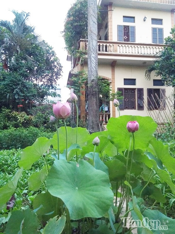 Sen nở dịu dàng, tỏa hương sắc làm đẹp một góc vườn nhà.