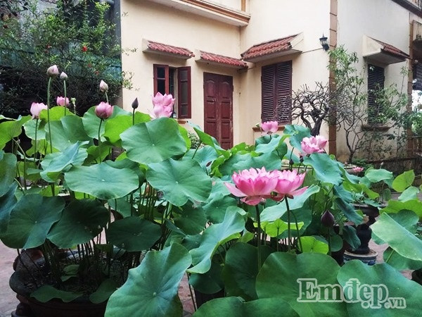 Cách đây 5 năm, anh Hồng Điệp được một người bạn tặng cho một mầm sen Cung Đình, anh bắt đầu tìm hiểu tài liệu, cách trồng của những người đã từng trồng sen và trồng trong chậu xi măng đặt ở sân. Vốn có lòng đam mê và yêu sen từ nhỏ nên anh Điệp hì hụi chăm bẵm và đúc rút kinh nghiệm. Sen đã không phụ công của anh, cho những lứa hoa thật đẹp và tỏa hương thơm ngát trong khuôn viên nhà.