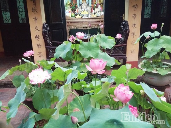 Anh đặt thêm bộ bàn ghế ngoài hiên nhà cổ, để tiện hơn cho việc ngắm sen và khoảng thiên nhiên xanh mát trước nhà.