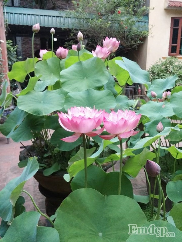 Anh Hồng Điệp chia sẻ, cách trồng sen trong chậu cũng tương đối đơn giản, thường thì vào vụ anh sẽ tách chồi, làm đất lên chậu và tưới đủ nước hàng ngày cho cây, chăm chỉ bắt sâu để sen được tươi tốt. Anh cũng chỉ dành thời gian chăm sóc vào sáng sớm và tối muộn bởi ban ngày anh bận đi làm. Anh Hồng Điệp cũng đang có dự định giâm thêm vào bể vuông to và vài chậu nhỏ cho mùa sen tới thêm đẹp hơn.