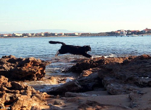 Với biệt danh là “vương quốc mèo”, tạp chí du lịch uy tín TripAdvisor đã xếp hạng đảo Sardinia ở vị trí thứ 7 trong danh sách những địa điểm du lịch hấp dẫn nhất thế giới.