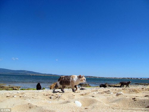 Những chú mèo trên đảo Sardinia hiện được tổ chức phi lợi nhuận I Gatti di Su Pallosu chăm sóc và bảo vệ.