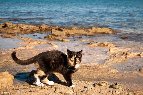 Nhóm I Gatti di Su Pallosu cũng chịu trách nhiệm tổ chức các chuyến du lịch tham quan mèo và các công trình kiến trúc cổ trên đảo.