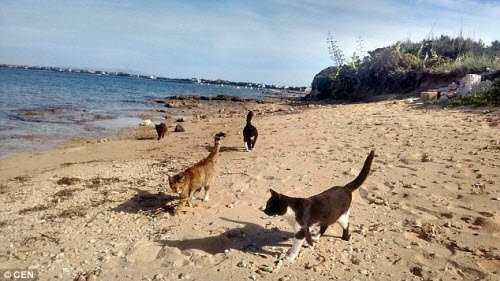 Chỉ có 6 cư dân và không có cửa hàng hay khách sạn, nhưng vương quốc của mèo trên đảo Sardinia thuộc Italia đã trở thành một điểm du lịch hấp dẫn nhờ những chú mèo tại đây.