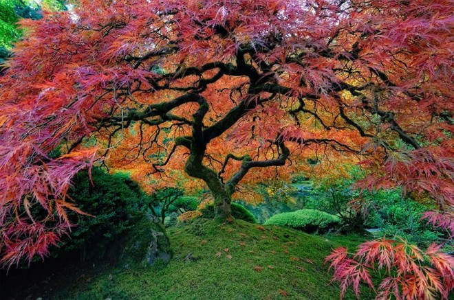 Cây phong Nhật Bản khổng lồ đã trở thành biểu tượng của thành phố Portland, bang Oregon, Mỹ.