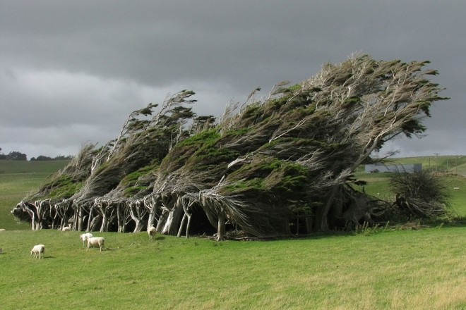 Cây bão táp ở đảo Nam của New Zealand là minh chứng rõ nét cho sự sống kiên cường của các loài thực vật trong tự nhiên.