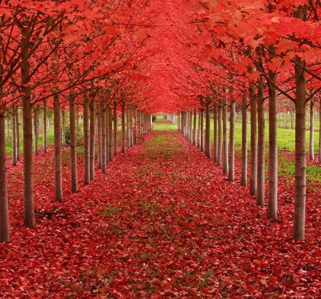 Đây không phải sản phẩm của photoshop. Đây là hình ảnh rặng cây phong lá đỏ ở Oregon, Mỹ.