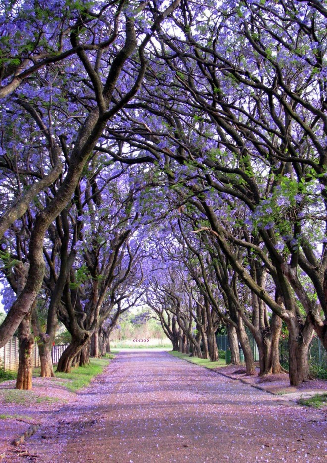 Cây Jacaranda trổ hoa ở Nam Phi đẹp dịu dàng và thơ mộng.
