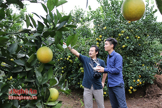 Phóng viên Báo Nghệ An tác nghiệp tại vườn cam.
