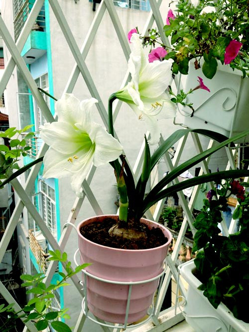 Hoa huệ tây.