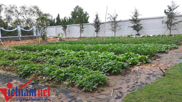 Vườn rau sạch và chỗ nuôi gà, nuôi chim Công của Hoài Linh.