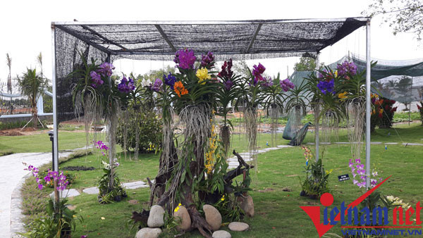 Riêng tiền mua hoa lan trang trí trong khuôn viên cũng tiêu tốn của Hoài Linh gần 200 triệu đồng.