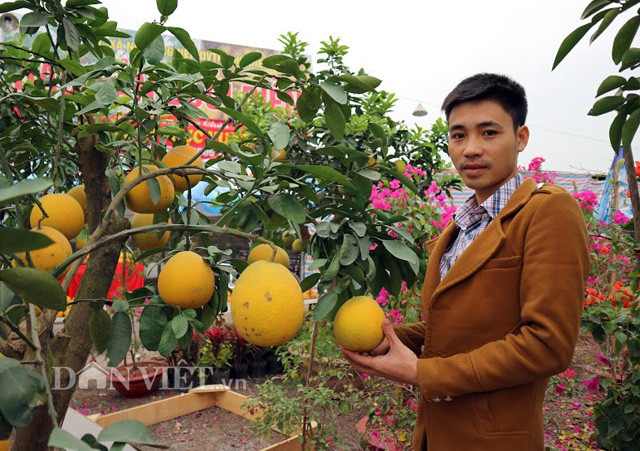 Còn chưa đầy 1 tháng là đến Tết Nguyên đán Đinh Dậu, Hợp tác xã Nông nghiệp dịch vụ tổng hợp Phú Diễn (gọi tắt HTX Phú Diễn, xã Phú Diễn, Bắc Từ Liêm, Hà Nội) đang mở bán rầm rộ hơn 100.000 quả bưởi Diễn phục vụ thị trường. Với kinh nghiệm sản xuất kinh doanh từ 30 trang trại thuộc HTX Phú Diễn, chuyên gia Nguyễn Văn Kiên – Trưởng phòng kinh doanh của Hợp tác xã chia sẻ bí quyết chọn bưởi Diễn “chuẩn ngon”.