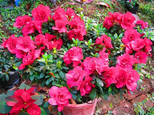 Đỗ Quyên Tên khoa học là Rhododendron occidentale. Tất cả các bộ phận của cây đều có chất độc Andromedotoxin và Arbutin glucoside. Người bị ngộ độc do loại cây này thường có triệu chứng buồn nôn, chảy nước dãi, ói mửa, uể oải, chóng mặt, khó thở, mất cân bằng. Một lượng 100 đến 225 gram lá Đỗ Quyên đủ để gây ngộ độc nặng cho trẻ em 25 kg.