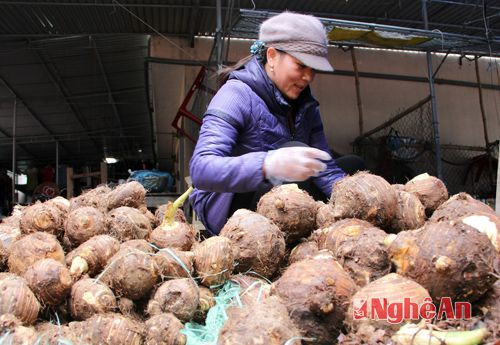 Trong những ngày giá lạnh, có món khoai sọ miền núi hầm với xương hoặc xắt thành từng miếng, dùng mỡ rán có tác dụng giữ nhiệt tốt. Đó là cách chế biến thường thấy ở vùng cao.