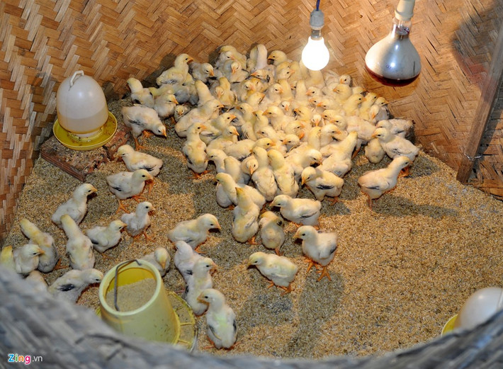 Trung bình mỗi năm trang trại cung ứng cho thị trường miền Trung - Tây Nguyên hơn 2.000 con giống và hàng tấn thịt thương phẩm gà đông tảo, vịt trời, công và chim trĩ trừ chi phí còn thu lãi hơn 300 triệu đồng.