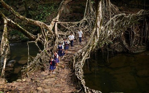 Người dân ở bang Meghalaya, Đông Bắc Ấn Độ không cần phải xây dựng cầu. Những rễ cây ở đây đã phát triển mạnh mẽ và kết nối lại thành cầu. Một cây cầu rễ cây như vậy có sức chứa đến 50 người. (ảnh: Reddit).