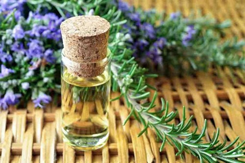 3. Cây hương thảo Cây hương thảo thanh lọc không khí giúp thúc đẩy tinh thần và tạo cảm giác hạnh phúc để giữ cho ngôi nhà của bạn không có độc tố gây hại. Mùi hương thảo ngay lập tức có thể nâng tâm trạng của bạn, giảm mệt mỏi, chống lo âu, cải thiện trí nhớ và điều trị chứng mất ngủ. Đặt cây hương thảo ở một nơi nhiều nắng và phải cẩn thận không để nó ngập nước.