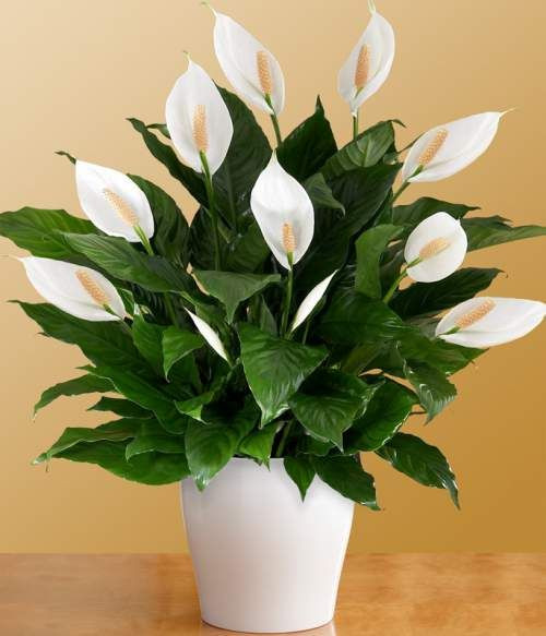 1. Lan Ý (Huệ hòa bình) Lan Ý được cho là loài cây phong thủy giúp cung cấp một năng lượng tích cực đem lại khởi sắc về tâm linh, tinh thần và thể chất. Nó cải thiện dòng chảy của năng lượng trong nhà bằng cách thanh lọc không khí và trung hòa khí có hại trong nhà. Cây này mọc tốt trong môi trường bóng mờ hoặc tối, chẳng hạn như một văn phòng hoặc ở một góc. Đặt chúng trong phòng ngủ sẽ thúc đẩy một cảm giác yên bình và giấc ngủ yên tĩnh.