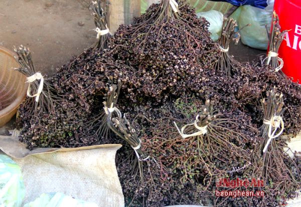 Mặc khẻn hay còn gọi là tiêu rừng - một loại gia vị không thể thiếu trong các món ăn truyền thống của đồng bào Thái.
