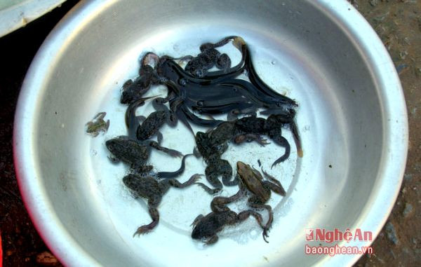 Các loại ếch, nhái, chẫu chàng, cá chạch bắt ở các khe suối được xem là đặc sản tại các ngôi chợ bản.