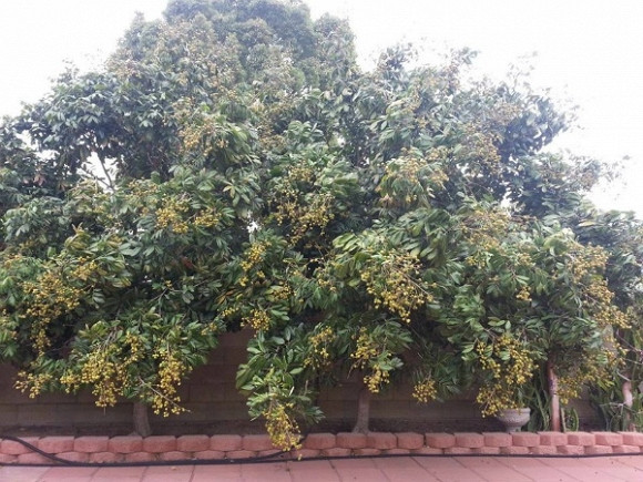 Cây ăn trái xum xuê trong vườn nhà Quang Lê.