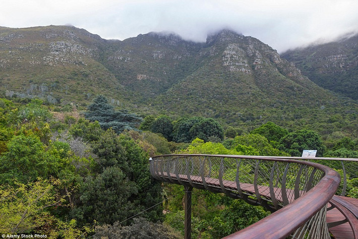 Vườn thực vật quốc gia Kirstenbosch, Nam Phi: Vườn Kirstenbosch nằm ở ngoại ô Cape Town, gần núi Table. Được thành lập từ năm 1913, các nhà quản lý đã phải đầu tư nhiều công sức để cải tạo khu vườn vốn là một trang trại cũ này. Sau này, Kirstenbosch đã trở thành một điểm đến hấp dẫn với những bãi cỏ xanh mượt, các cụm hoa được tạo hình độc đáo. Bạn có thể đi bộ tới các khu ít khách tham quan hơn và leo lên núi Table.