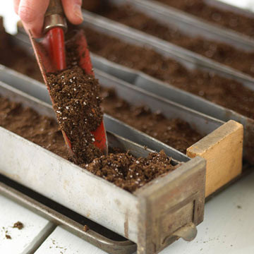 Về cách gieo hạt Bạn nên gieo hạt giống thành từng hàng, độ sâu lý tưởng là từ 3mm đến 6mm, khoảng cách gieo giữa các cây từ 10cm đến 15cm.