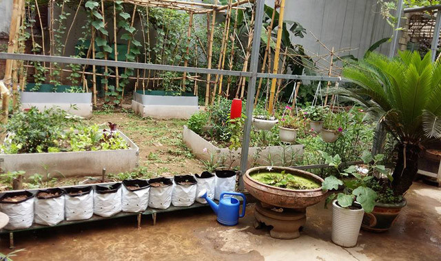 Các loại rau được chị Dung ưu tiên mắc màn là các luống cải, xà lách và cây dưa non mới gieo. "Mình dùng những chiếc màn tuyn màu trắng đã cũ, sau đó, dựng hàng rào xung quanh luống rau, đồng thời cắm que cố định các góc để buộc màn, gần giống với kiểu mình mắc màn đi ngủ chống muỗi đốt", chị Dung cho biết. Làm như vậy sẽ giúp rau không bị sâu tấn công, chuột bọ không thể chui vào cắn, phá hoại. Ngoài ra, phủ màn lên còn giúp rau tránh bị dập nát bởi những cơn mưa lớn như vừa qua. Trong khi đó, màn tuyn vẫn có chỗ cho ánh sáng lọt xuống, không làm ảnh hưởng tới sinh trưởng và phát triển của rau.