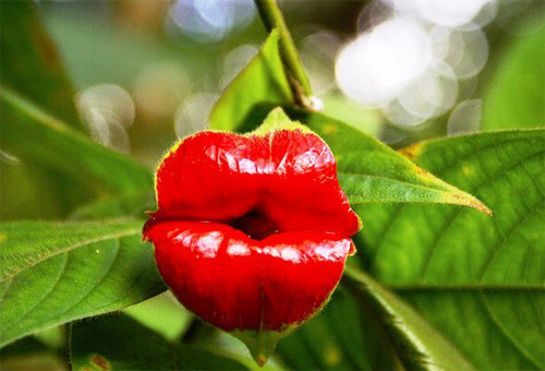 Được mệnh danh là “đôi môi Hooker", loài hoa Psychotria Elata quyến rũ đến "cháy bỏng".