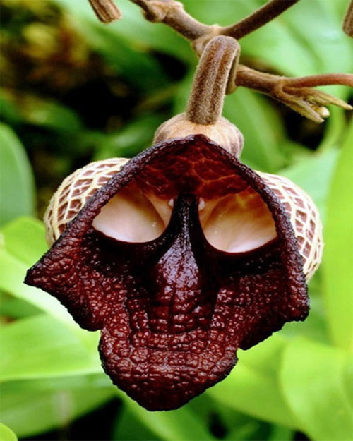 Đúng là một sự trùng hợp "không hề nhẹ", loài hoa Aristolochia Salvadorensis có hình dáng không khác nào khuôn mặt của nhân vật Darth Vader trong bom tấn "Chiến tranh giữa các vì sao".