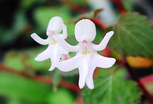 Được ưu ái đặt tên là "những cô vũ công", hoa lan Impatiens Bequaertii trông hệt như những cô nàng đang hòa mình vào điệu múa.