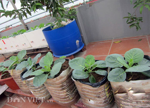Bước 2 : Làm đất trồng Tốt nhất nên chọn đất đã trồng cây được vài vụ. Nếu dùng thùng xốp: Sử dụng đất ải ở thùng xốp có kích thước 50cm x 35cm x 30cm sau đó rắc 1 nắm vôi bột + 2 thìa NPK 20gr (thìa múc sữa bột của trẻ em) + bã phân gốc rau đảo đều (đối với đất mới, đất thịt thì cần trộn thêm trấu cho đất tơi xốp). Nếu dùng chậu: Chọn chậu lục giác có kích thước 20cm x 24cm. Chị Thơm khuyên nên lót lớp túi ni lông xuống đáy chậu với mục đích để nước không chảy ra bẩn sân thượng. Chậu chứa được khoảng 6kg đất + 1 thìa NPK vôi bột, trấu đảo đều.