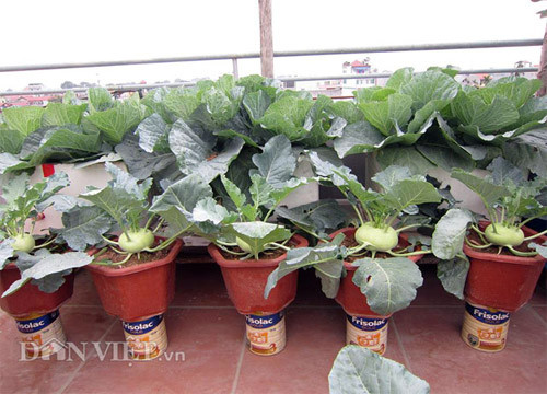 Chị Thơm cho biết, vườn su hào tổng cộng là 70 củ, được chị trồng hai đợt đủ các các kiểu trồng: thùng 4 cây, thùng 3 cây, thùng 2 cây, 1 cây 1 chậu. Trong đó, chị Thơm đặc biệt lưu ý với trồng chậu 1 cây sẽ có nhiều ưu điểm như: ít tốn đất, cây dà lá, củ to, nhược điểm là tưới lâu hơn thùng.