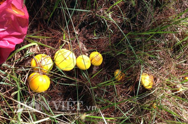 Nấm rừng thông sau khi thu hái, đem về rửa sạch rồi cho vào bao nilon bảo quản trong tủ lạnh. Khi ăn có thể đem ra chế biến thành nhiều món như xào, lẩu, nấu canh, trộn gỏi… để thưởng thức hương vị nấm rừng rất thơm ngon, bổ dưỡng.