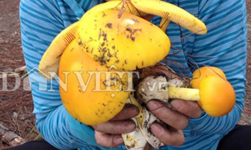 Hiện tại trên thị trường, nấm gan bò (nấm có màu vàng, vị ăn giống gan bò) có giá khoảng 500.000 – 800.000 đồng/kg, được người dân Hà Nội, TP.HCM săn tìm, mua về chế biến, làm quà. Các loại nấm như đùi gà (nấm trắng, hương vị ngọt, thơm như thịt gà ), san hô, nấm thông cũng có giá 350.000 – 400.000 đồng/kg nhưng không có nhiều để bán.