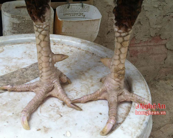 Chân con gà chọi tốt phải đảm bảo "Khô chân gân mặt".