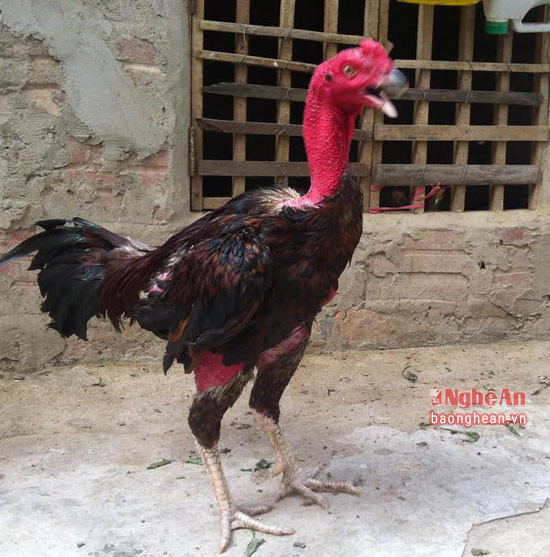 Con gà tuy còn non tuổi nhưng mặt phải già dặn. Ngoài ra còn phải “khô chân, gân mặt”. Chân khô biểu hiện gân cốt cứng, nó sẽ đứng bền và ít có thịt mỡ, mà chỉ có chả và xương khung. Tất cả các điểm trên đạt thì con gà đó đá hay.