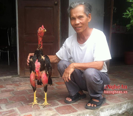 Gà chọi đẹp theo ông Ba phải nhìn kỹ vào các bộ phận: đầu, mình, cách, ức, đuôi, lườn, chân cẳng. Sau đó mới đi sâu vào các vảy ở trên chân như: án thiên, phụ địa, huyền trâm…Riêng đuôi phải dày xoè, khi gà nhảy lên đá, có đuôi dày xoè thì khi gà tiếp đất xuống mới vững.