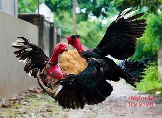 Cứ 15 đến 20 ngày cho gà vần vỗ 1 lần, như vần hơi, có nghĩa là cho đá thử nhưng bịt mỏ để mỏ không bắt được nên đòn đánh không gây sát thương. Mỗi lần vần hơi như vậy độ 15 đến 20 phút. Nhờ vậy rèn cho gà khỏe, giảm mỡ, đuôi cánh đập khỏe, chân khỏe, bền vững. Sau vần hơi sẽ thả mỏ, đá 5 phút một lần. Cứ làm như thế đến khi thấy được độ chín của con gà đã bền rồi mới cho đi thi đấu theo hạng cân. Ảnh: Những màn "võ" của gà