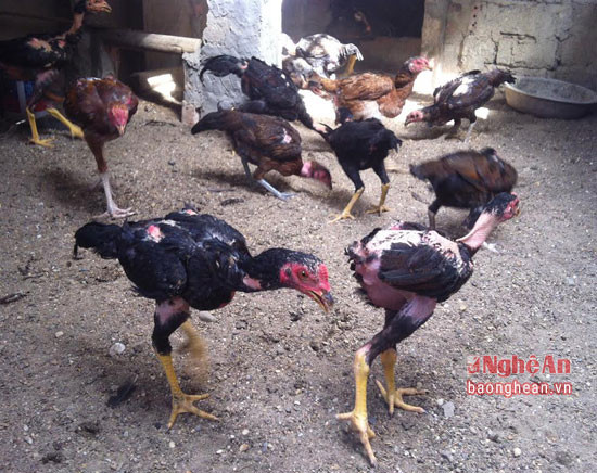Nhờ lão luyện trong nghề nuôi gà chọi nên nguồn thu từ gà chọi của ông Ba khá cao. Những con nào không đá được thì bán gà thịt, cứ 3kg được 500 ngàn đồng, hoặc gà mái khoảng 2-2,5kg bình quân 400 ngàn đồng. Nếu so với gà thường thì giá gà chọi tốt sẽ gấp 10 đến 15 lần. Gà chọi nuôi lấy thịt gấp 1,5 lần giá gà thường. Riêng gà chọi lấy thịt thường được nhập bán cho các nhà hàng trong và ngoài huyện.
