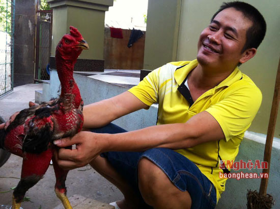 Nếu gà chuẩn bị đá phải cho ăn thêm thịt bò, thóc ngâm nước cho mềm để dễ tiêu hóa. .